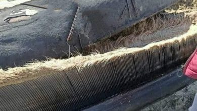 صورة وزنها 12 طنا.. العثور على أنثى حوت أحدب نافقة على شواطئ مطوبس بكفر الشيخ