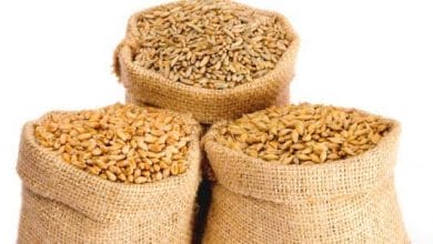 صورة مصر تشتري 2.725 مليون طن من القمح المحلي منذ بدء الحصاد
